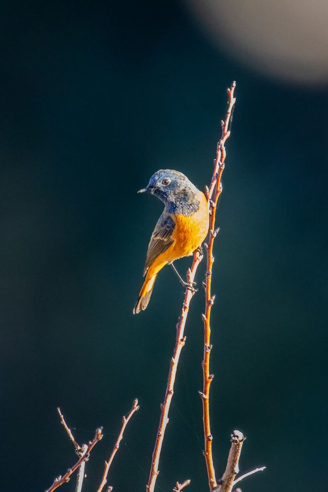 Фотография автора Shalini Jain