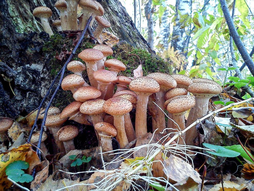 Photograph by Оксана Савина