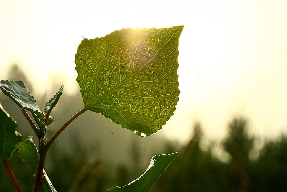 Photograph by Оксана Савина
