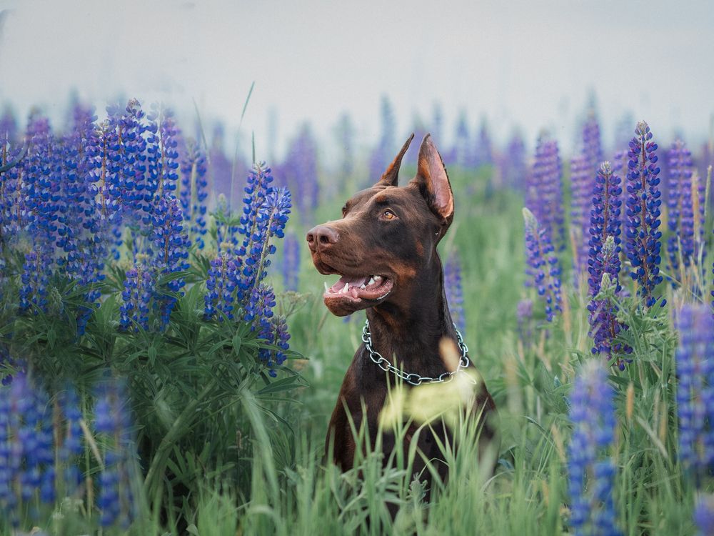 Фотография автора Мария Клещенко