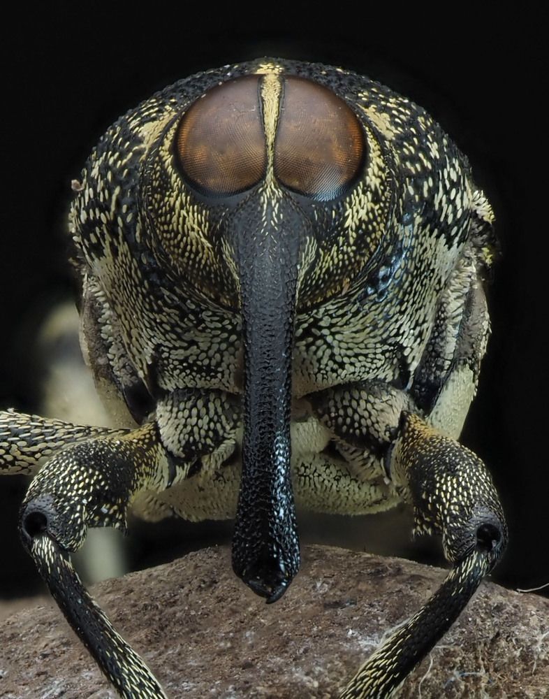 Photograph by Celis Norman