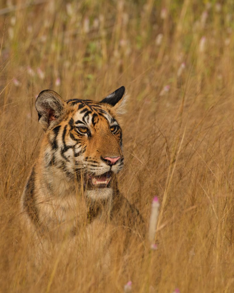 Photograph by Anubhav Gogoi
