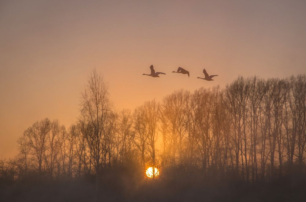 Photograph by Юрий Кухаришин