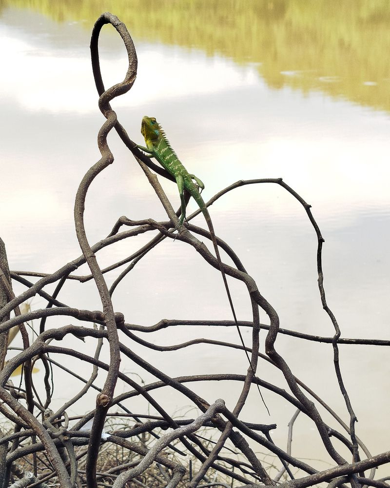 Photograph by Devmin Senevirathna