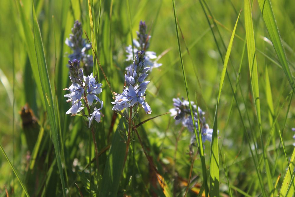 Photograph by Светлана Шубина