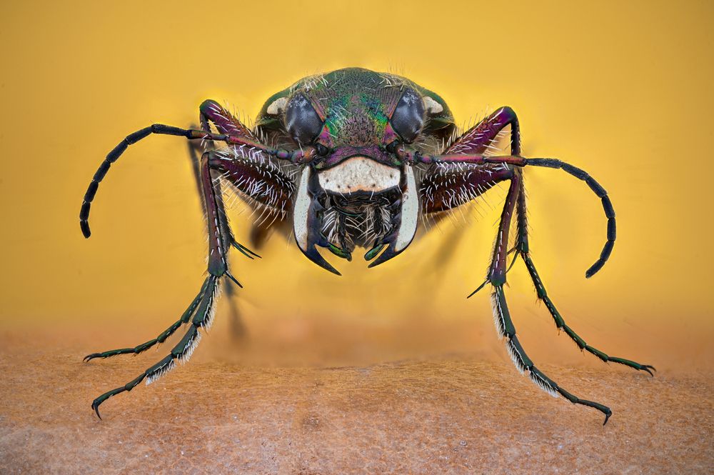 Photograph by Tsvetan Ganev