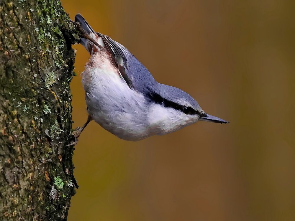 Photograph by Игорь Чеботарёв