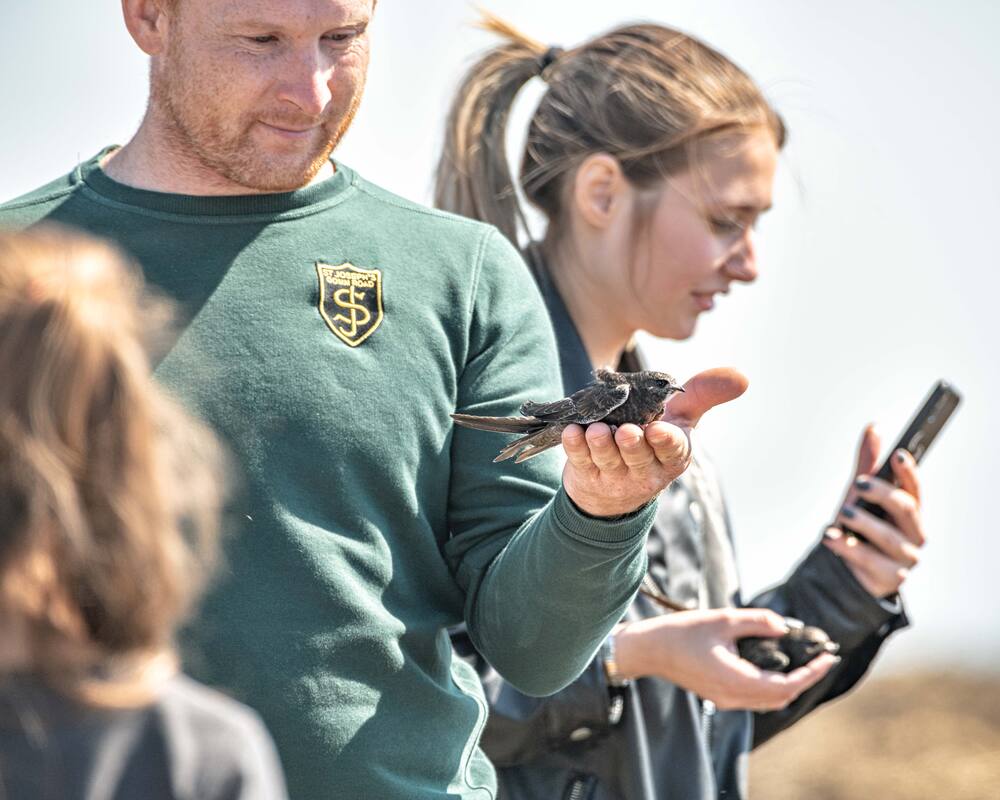 Мы стрижей отпускаем в полёт