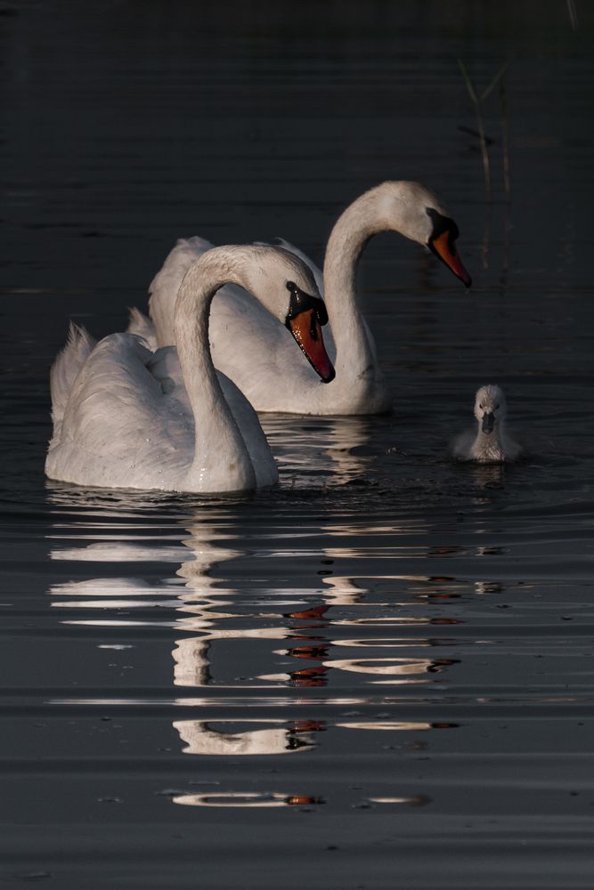 Photograph by Кривцов Андрей