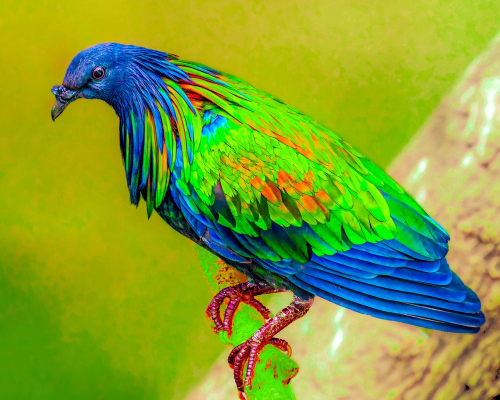 Colorful Nicobar Pigeon Perched On Branch
