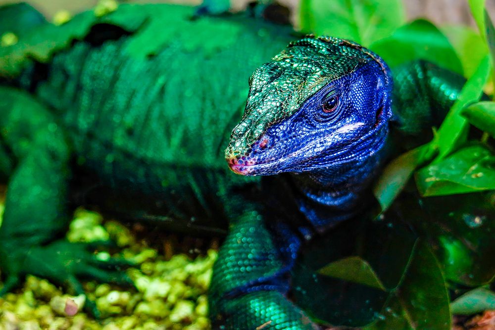 Emerald Tree Monitor Lizard