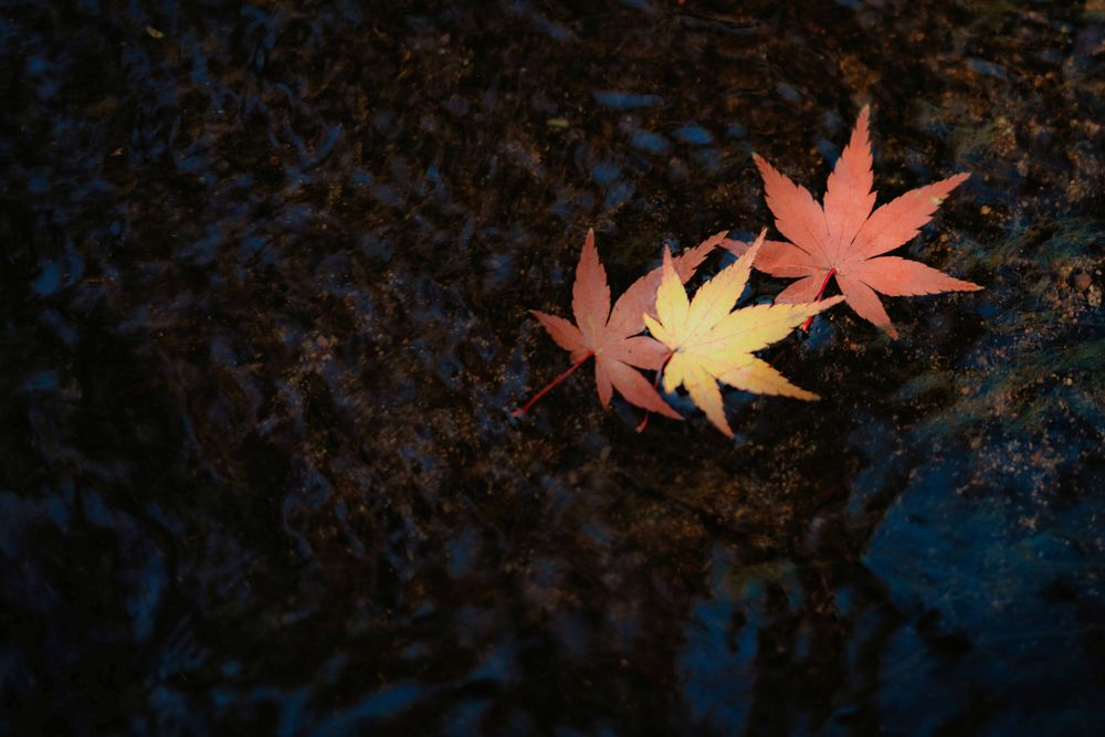 Photograph by Dyeyou