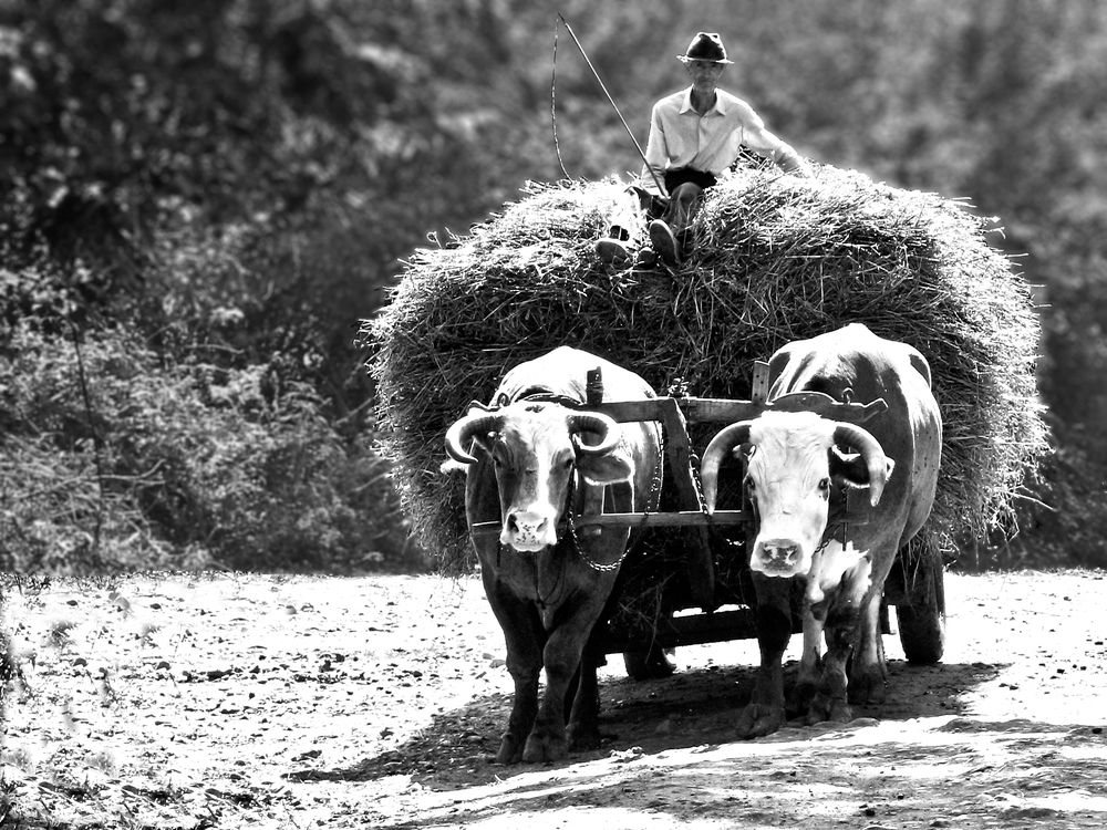 Photograph by Ovi D Pop