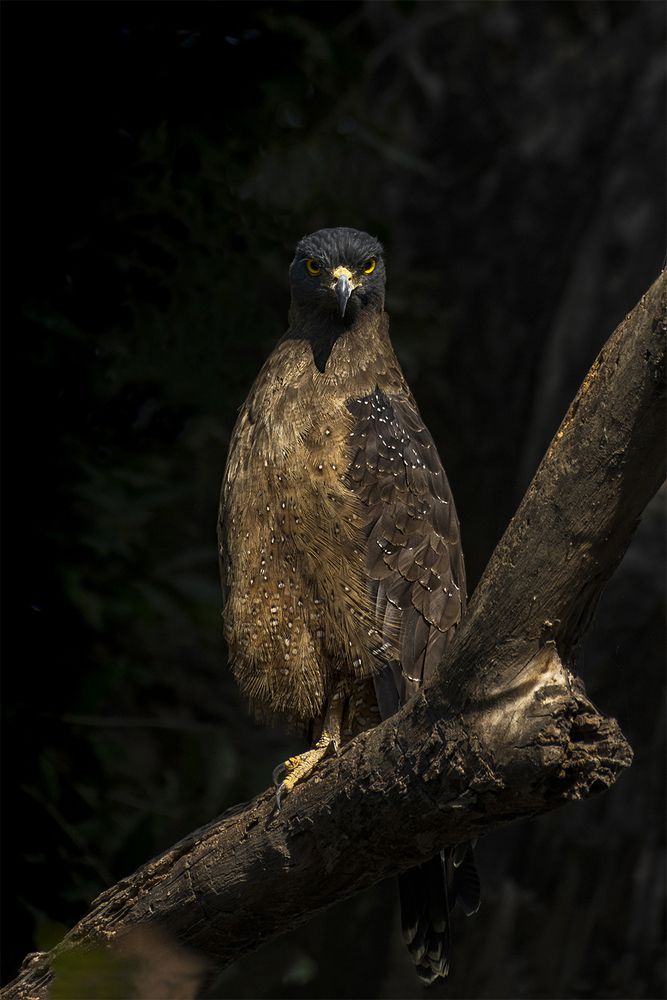Фотография автора Sourav Jena