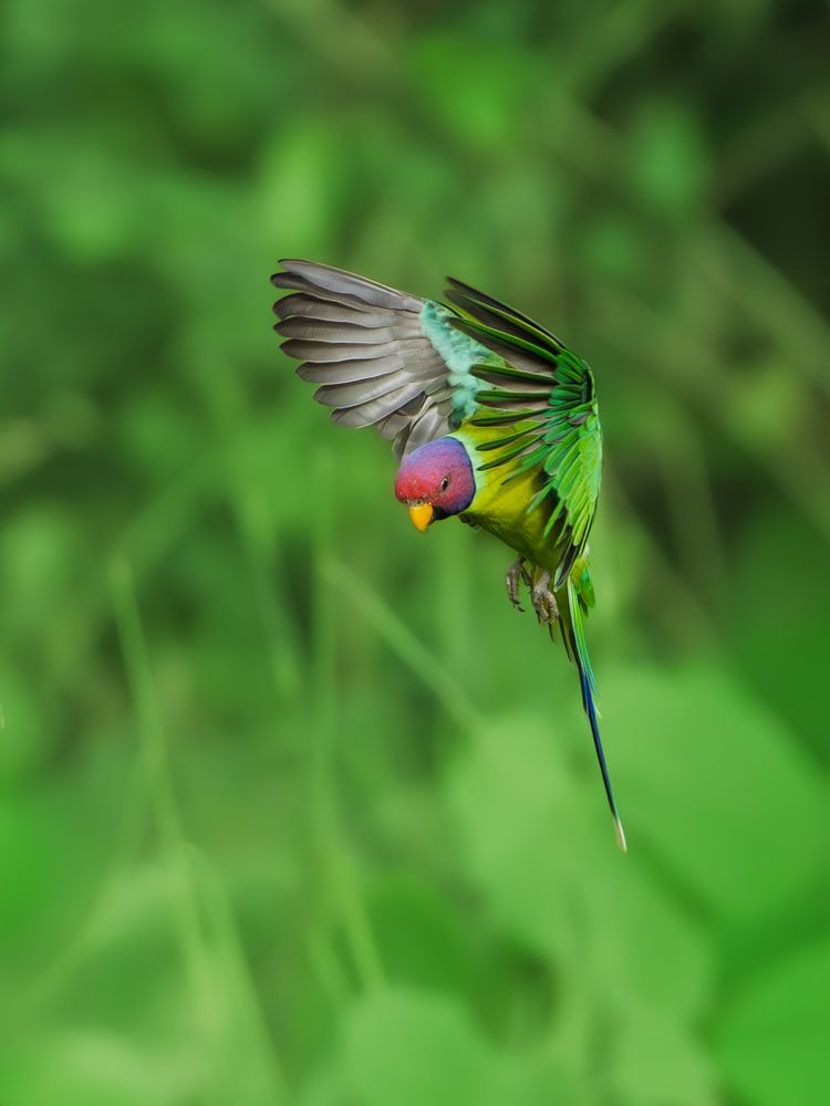 Photograph by Vipin P C