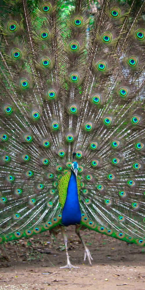 Photograph by Kishan Upadhyay