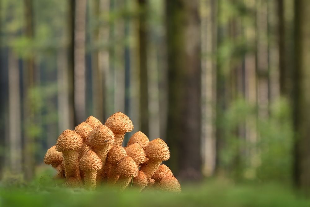 forest