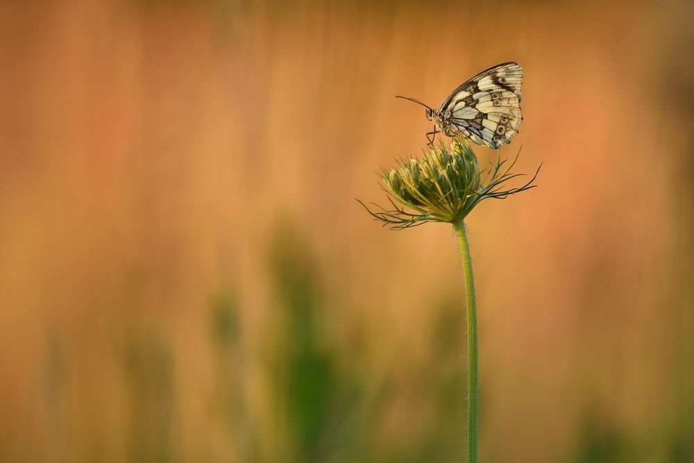 Burerfly