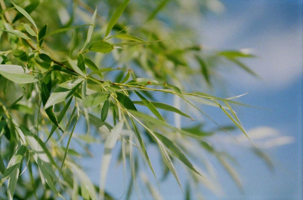 Photograph by Агата Волкова