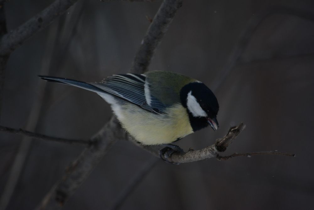 Photograph by Агата Волкова