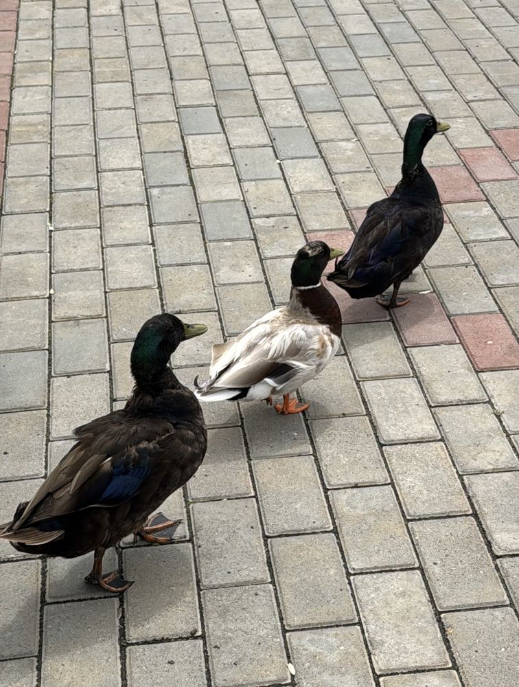 Photograph by Раиса Кравченко