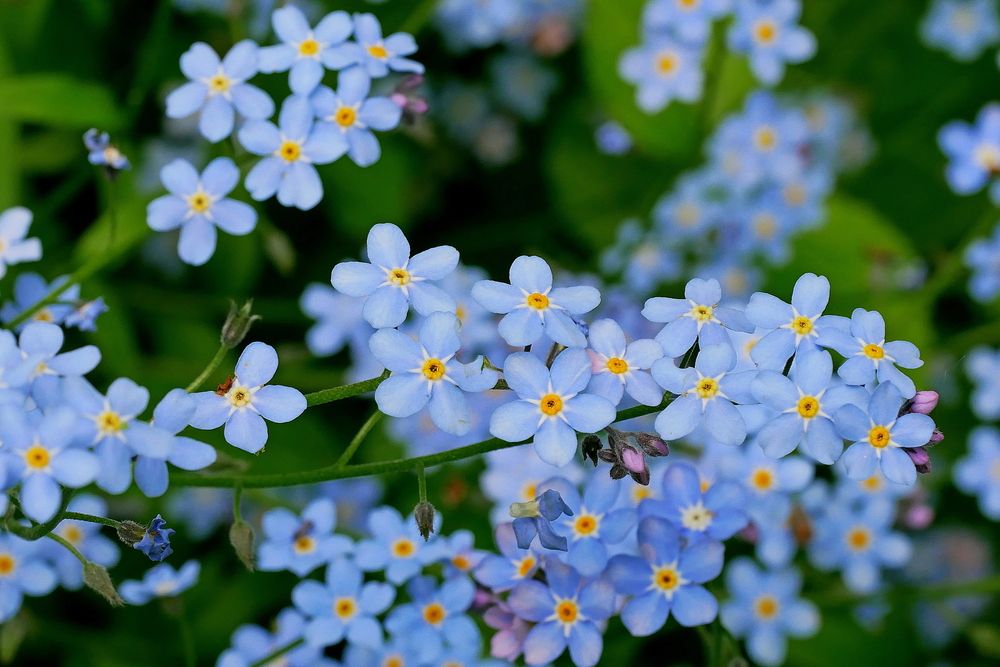 Photograph by Наталья Лобанова