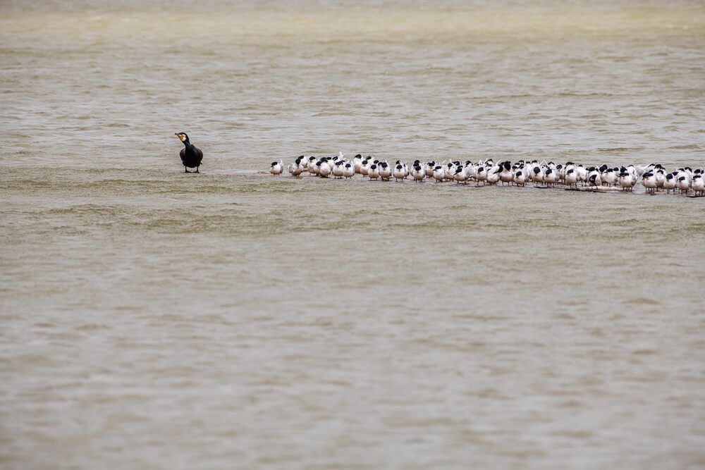Сорок девок один я