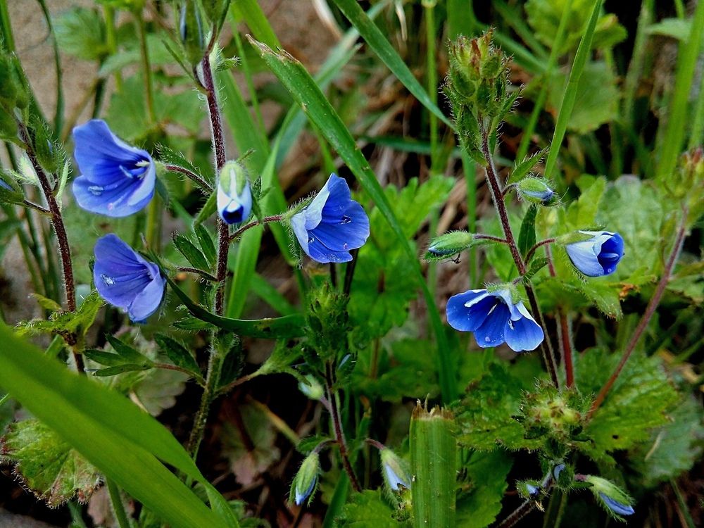 Фотография автора Неля Кочурова