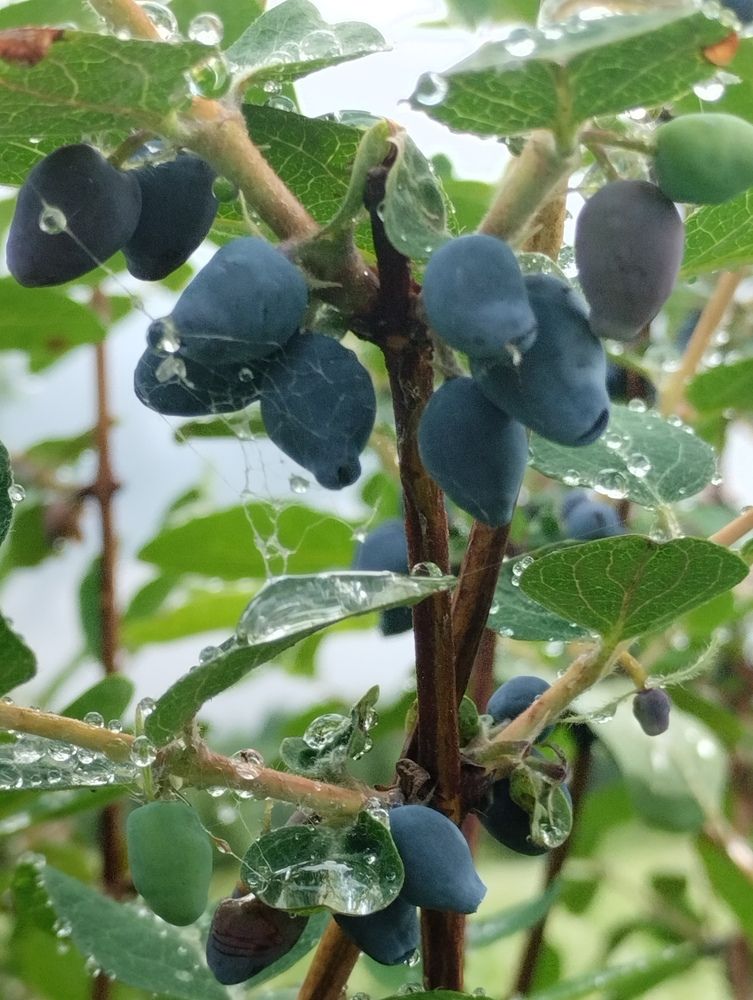 Жимолость после дождя