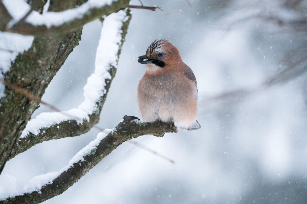 Photograph by Барашкова Екатерина
