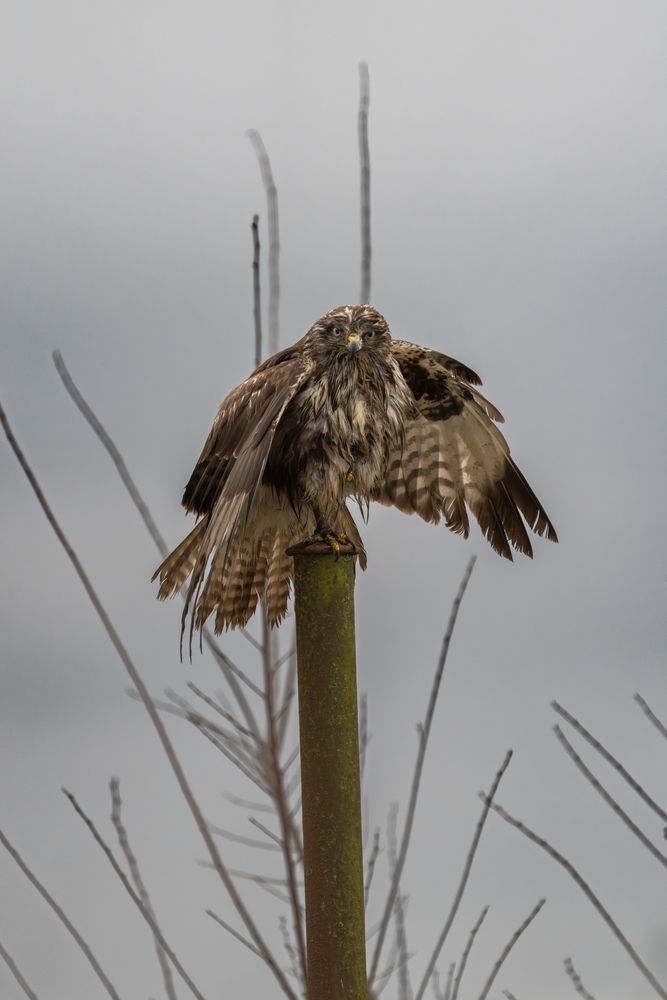 Photograph by Emanuele Zucchi