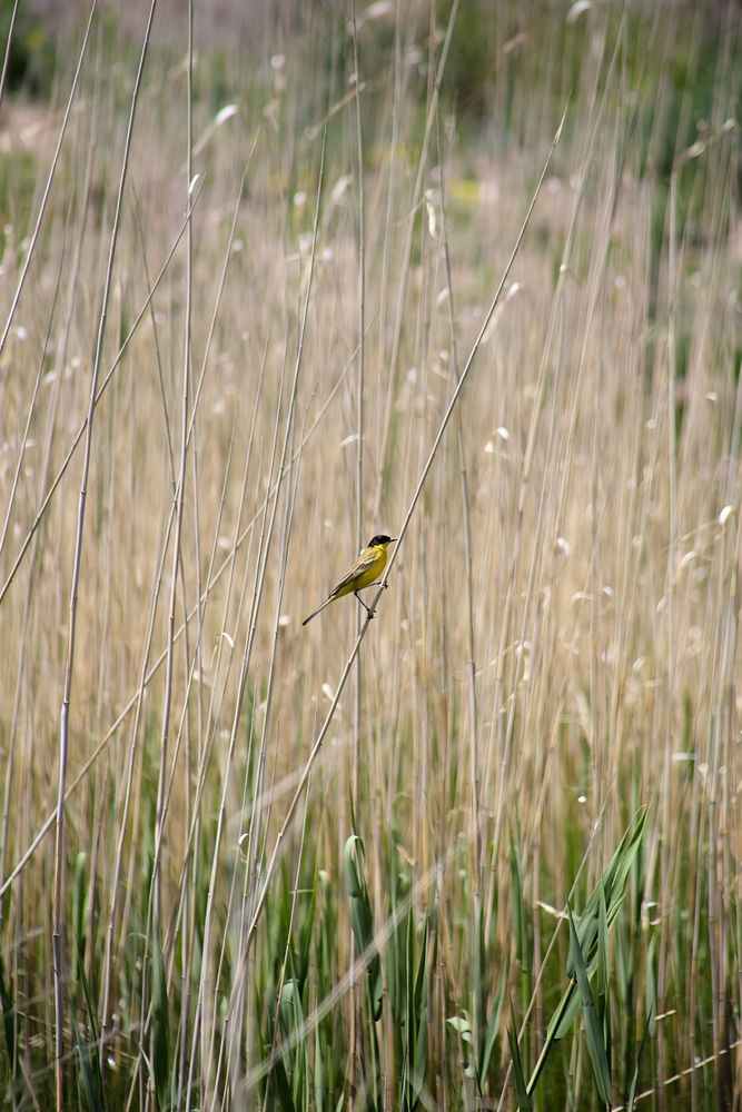 Photograph by Maghsoud Moradi