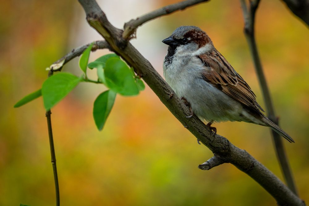 Фотография автора Бычков Валерий