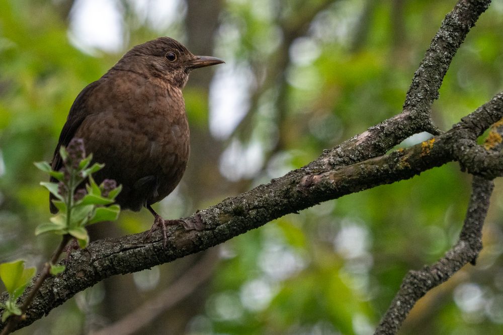 Фотография автора Бычков Валерий