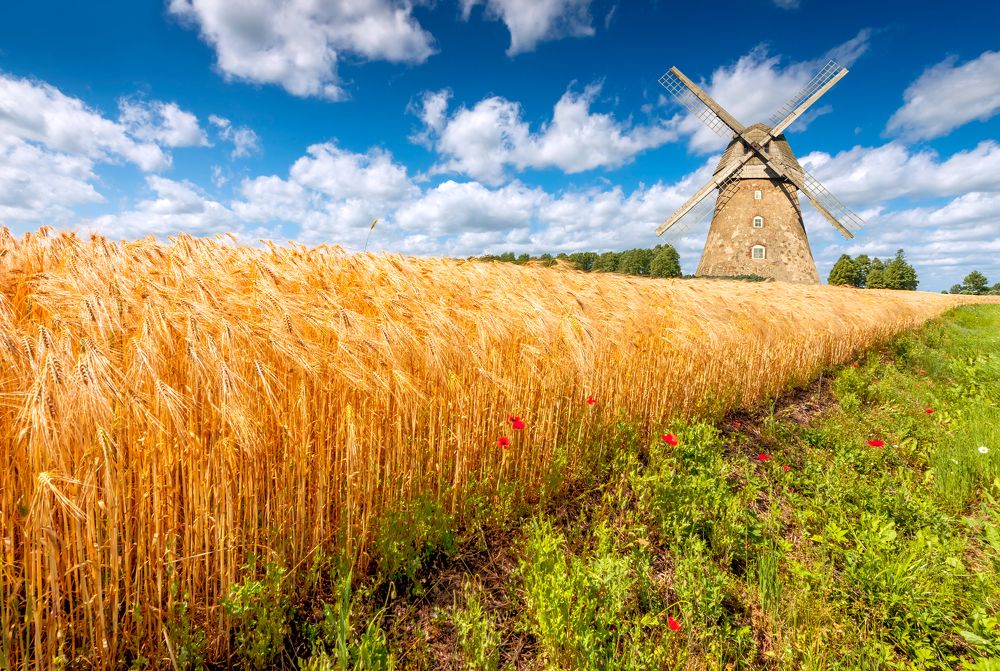 Field with ripening wheat