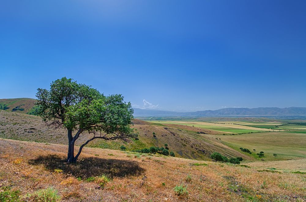 Дерево на холме