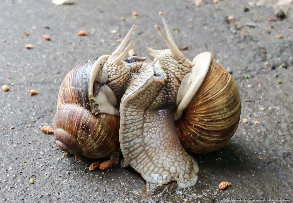 Slow motion