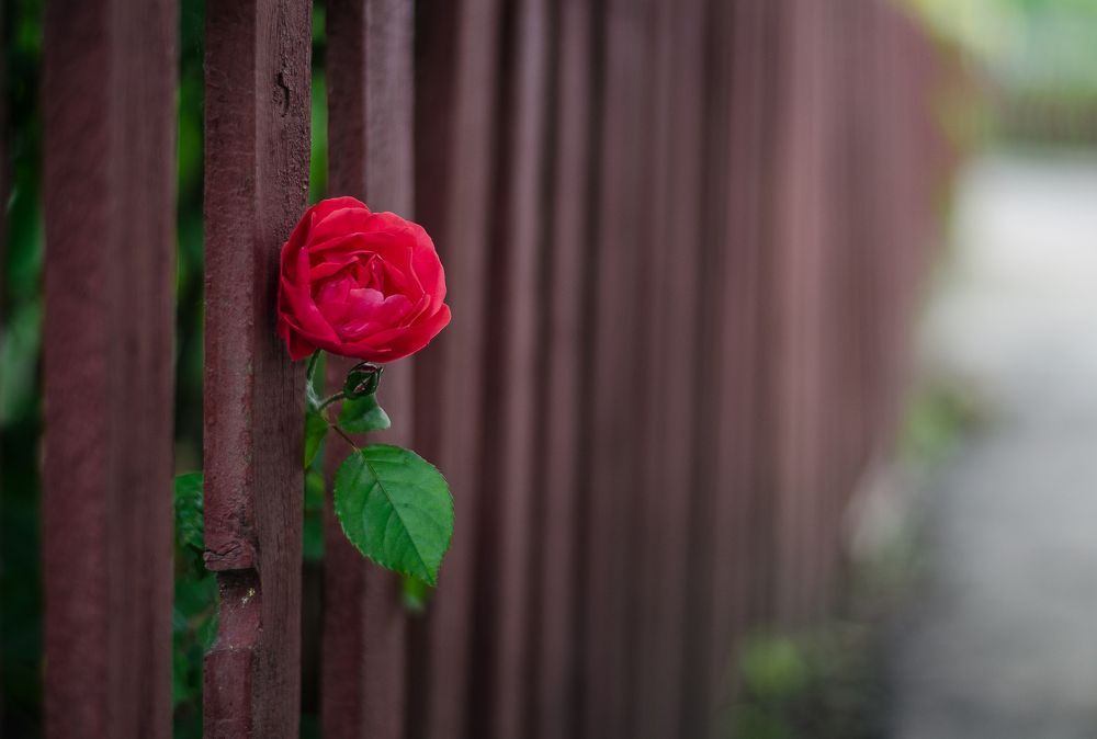 Фотография автора Александр Федоренко