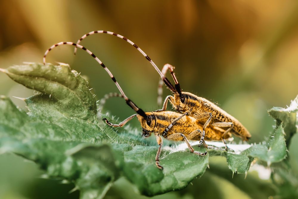 Любовь на природе