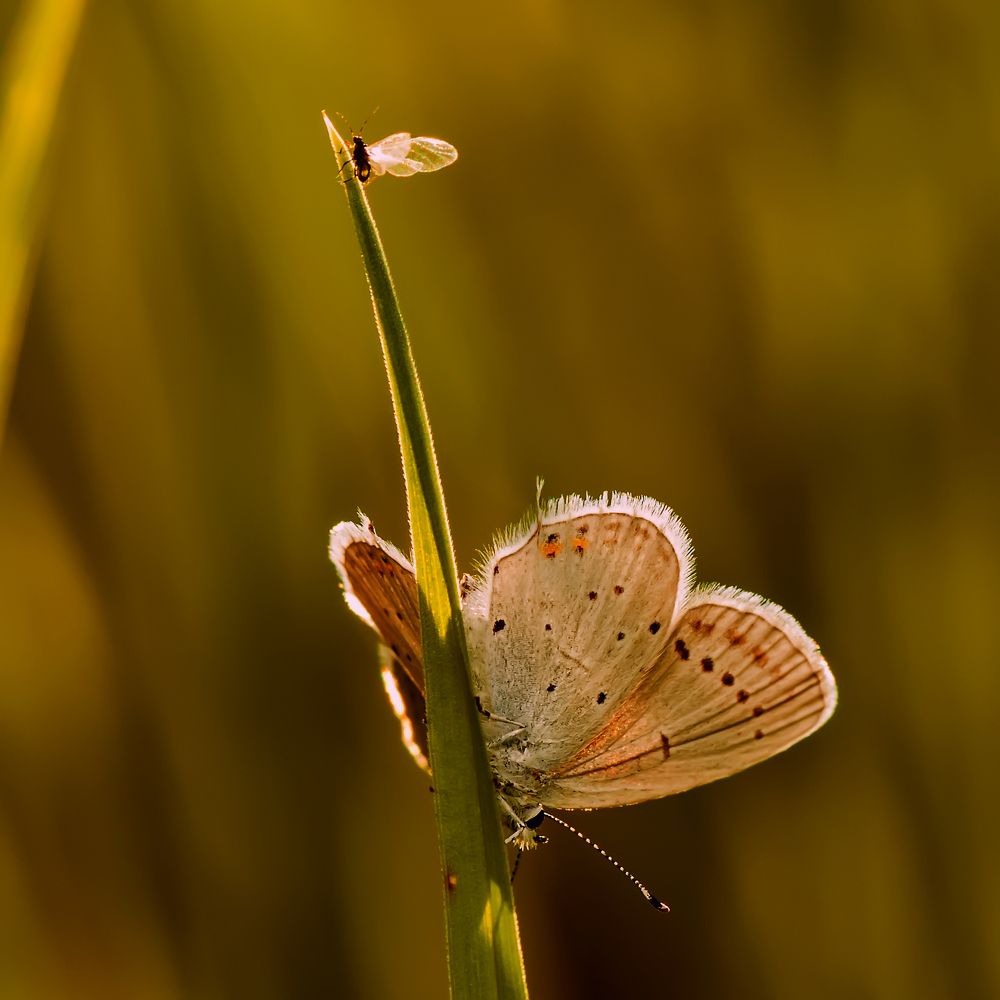Вдвоём веселее
