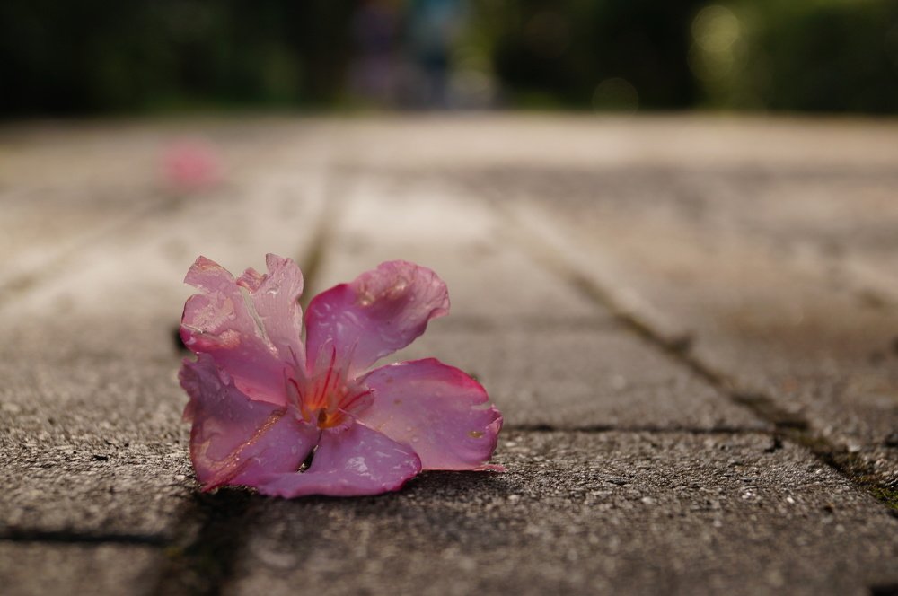 После дождя