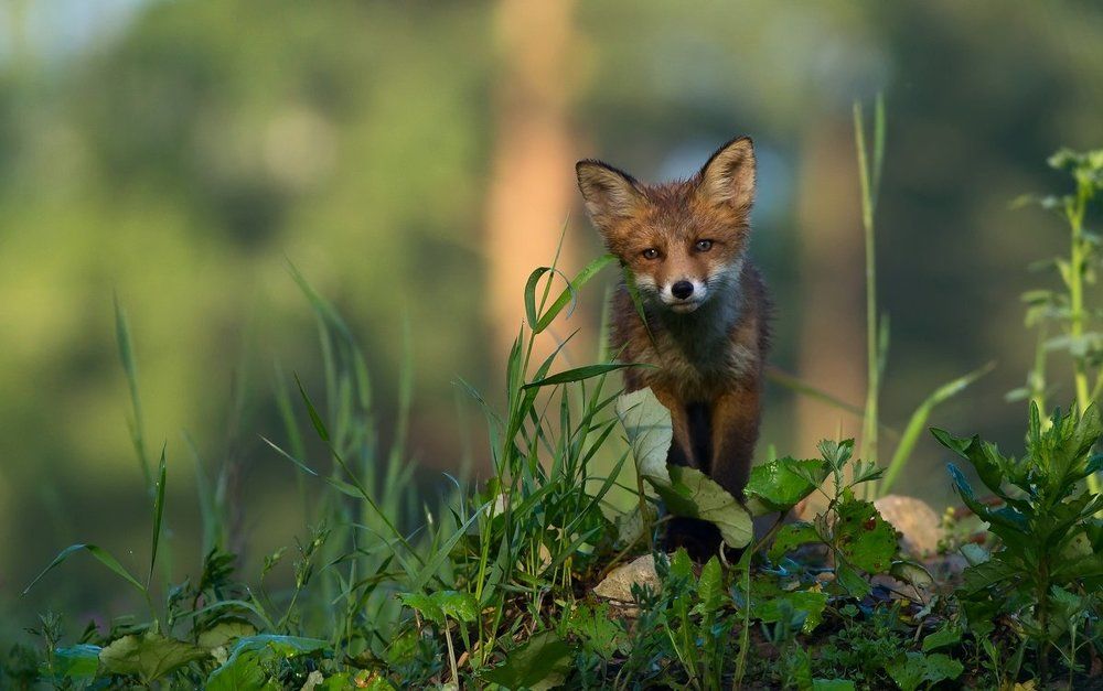 Любопытный взгляд.