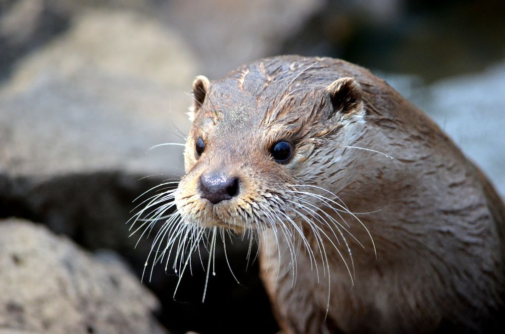 Любопытство