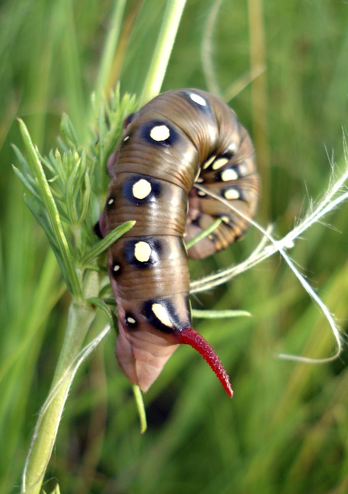 Улыбка гусеницы