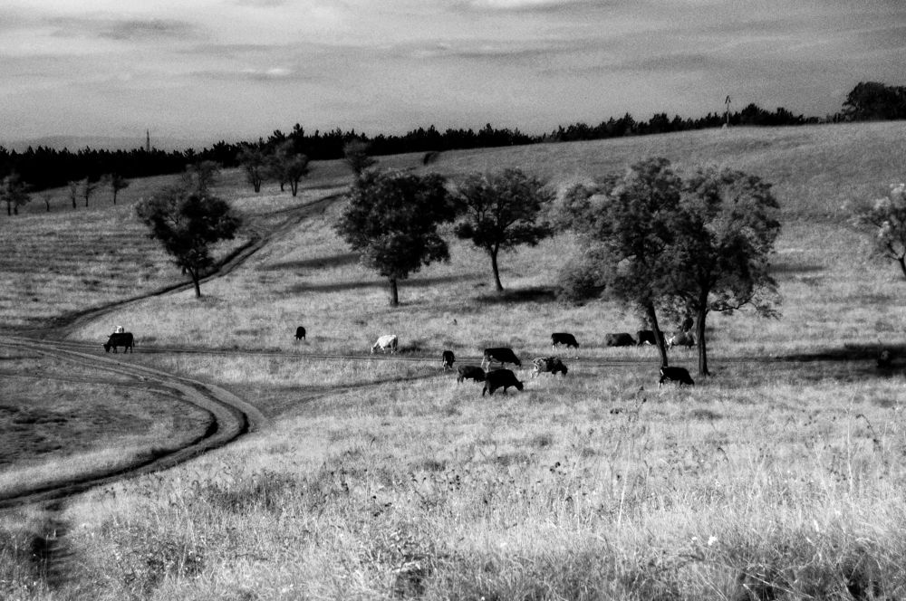 ...Ты видишь, как мирно пасутся коровы...