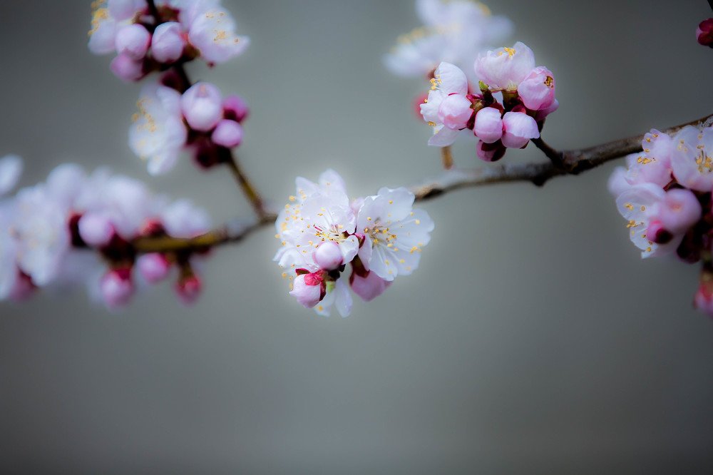 Цветущая слива