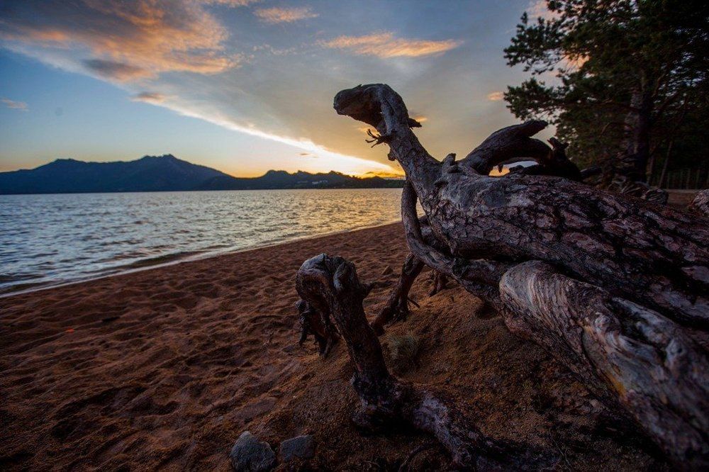 Как приручить дракона?!