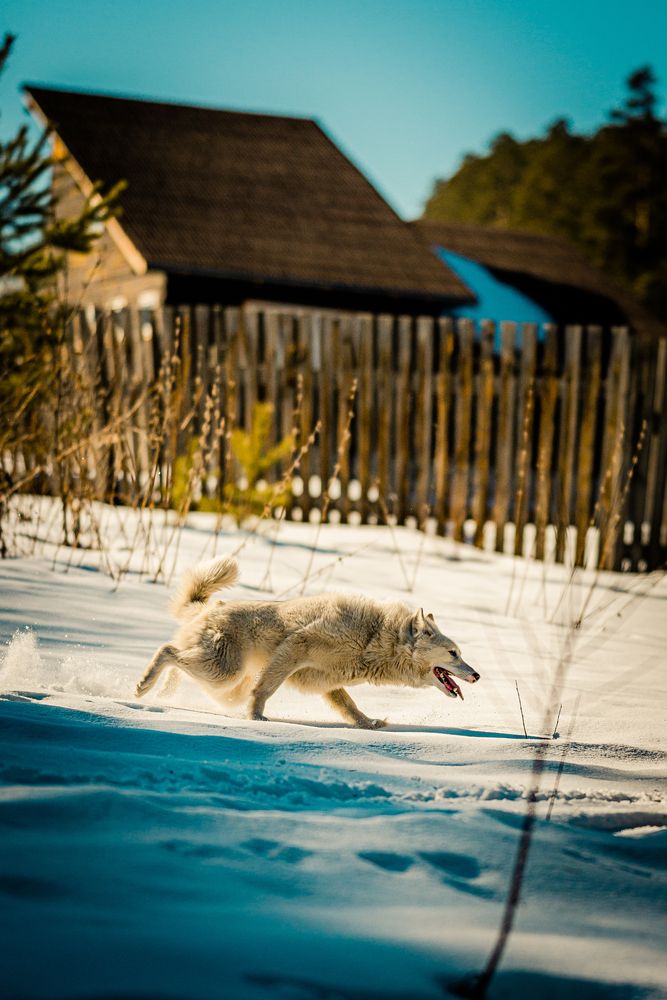 Фотография автора Тимур Даутов