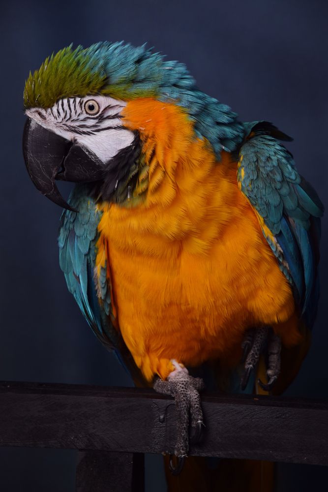 Photograph by Regina Belomytseva-Dahan