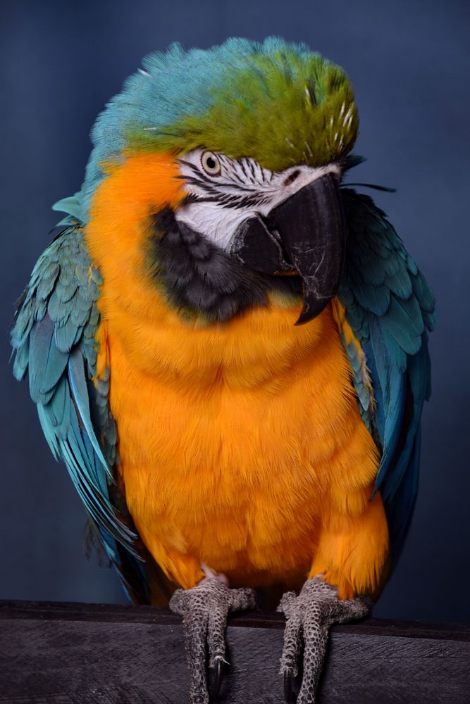 Photograph by Regina Belomytseva-Dahan